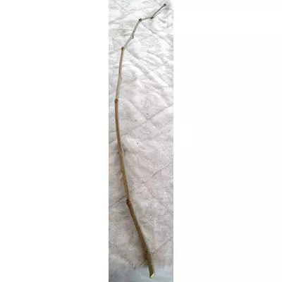 Шовковиця Шеллі. НЧ. (Живці для прививки).