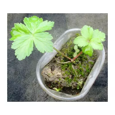 КУпальниця. Д5