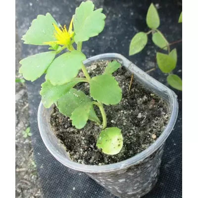 Очиток квітковий. Розсада в контейнерах Д5.