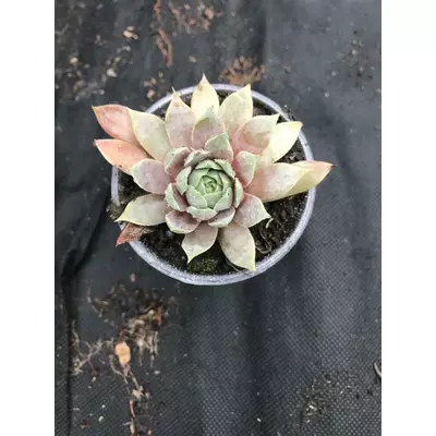 Молоділо бежево-маринне. У контейнерах Д5.