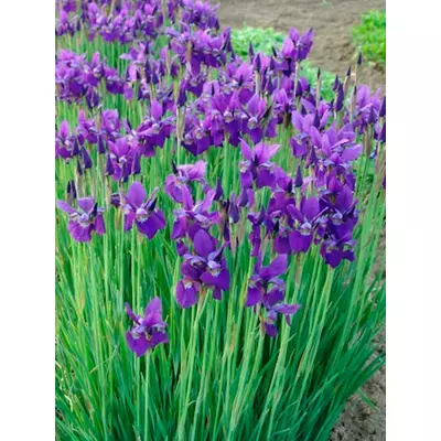 Ірис сибірський блакитний. Розсада в контейнері Д5.