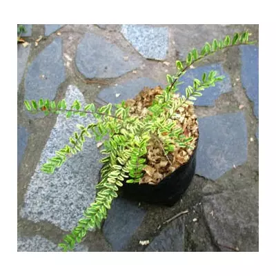 Жимолость шапкова білоокаймлена. У контейнерах Д12.