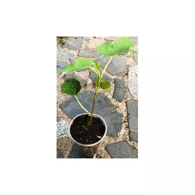 Інжир Кадота. У контейнерах 0.5л.