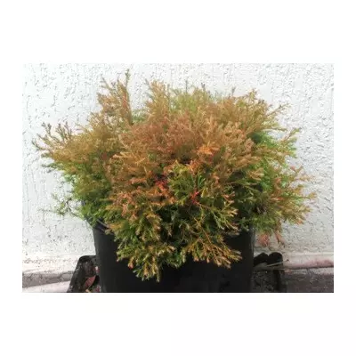 Туя західна Рейнгольд. У контейнерах 12 л.