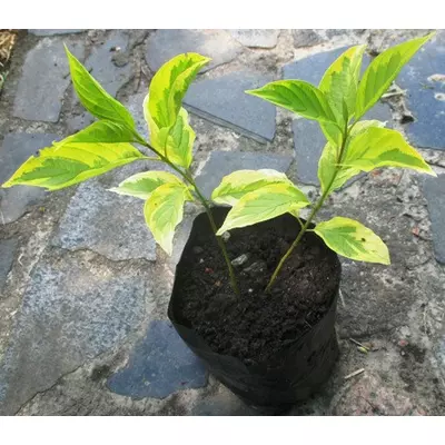 Свідина біла жовтооблямована Spaethii. У контейнерах Д12