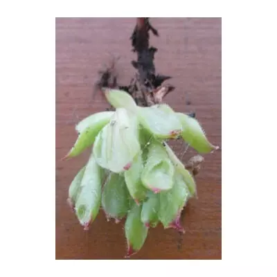 Молодило Трубчасте. НЧ. Дітки для вкорінення.