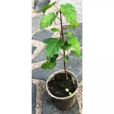 Клен татарський. У контейнерах 0.5 л.