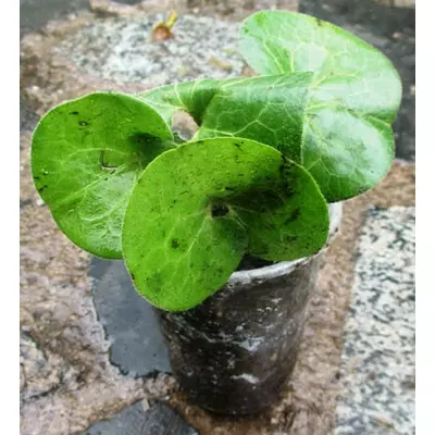 Кнопень європейський. Розсада в контейнерах Д5. Або розсадою ОКС за сезоном.