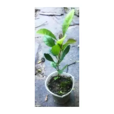 Айва японська. Хеномеліс. В контейнерах Д5.