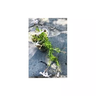 Флокс шилоподібна Боранова. Д5.