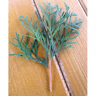 Туя західна Смарагд. НЧ. Живці для вкорінення.