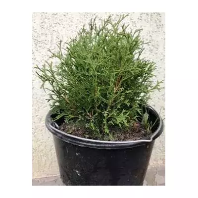 Туя західна Літл джем В контейнерах 12л.