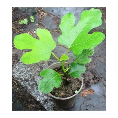 Інжир Турецький коричневий. В контейнерах 0.5 л.