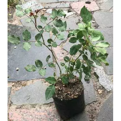 Троянда плетиста Мадам Ісаак Перейро. У контейнерах Д12. Корнесобственая.