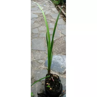 Аїр лікарський. Саджанці з ВКС.