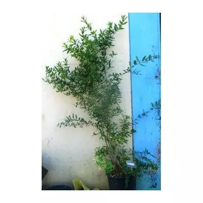 Гранат Гюлоша рожева. У контейнерах 12 л.