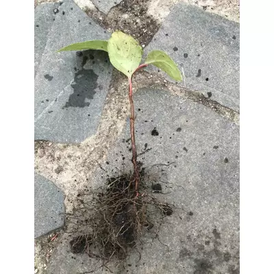 Лимонник китайський. Сеянець ОКС.