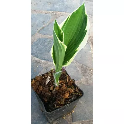 Хоста білоокаймлена середньоросла. Поділка в контейнері 05.