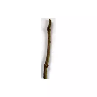 Бузина чорна Блек Б'юті (Black Beauty). НЧ. Живці для вкоріненя.