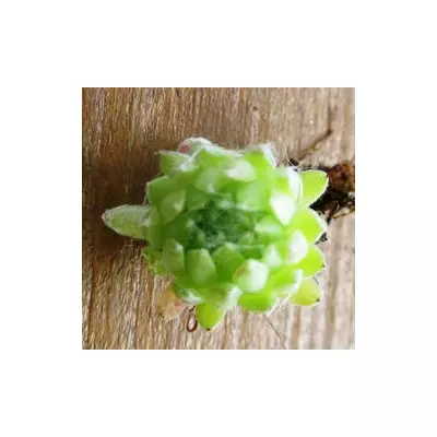 Молоділо павутинисте Воллі кабрет. НЧ. Дітки не вкорінені..