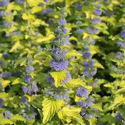 Каріоптеріс Hint of Gold (Хинт оф Голд). У контейнерах 0.5 л.