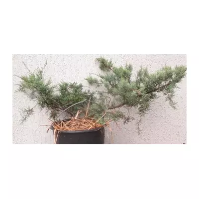 Ялівець віргінський Блю клауд. У контейнерах 12 л.