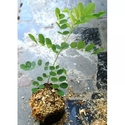 Аморфа духмяна. Саджанці в контейнерах Д12.