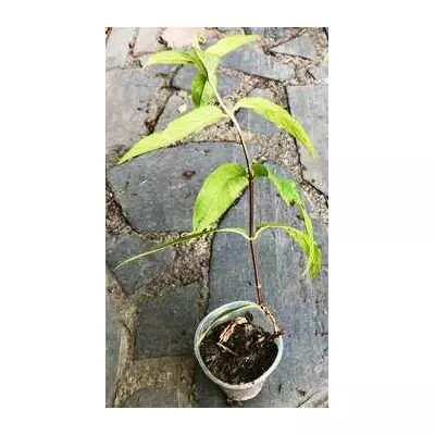 Дейзі гібридна Pink Pom-Pom. У контейнерах 0.5 л.