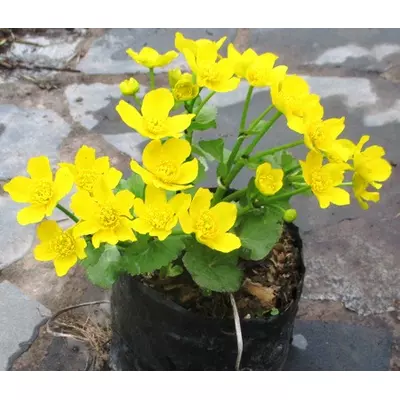 Калюжниця болотна. Саджанці в контейнерах Д12.