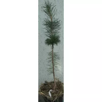 Сосна гачкова Компакта (Compacta). Привита на штамб у контейнері 5 л.