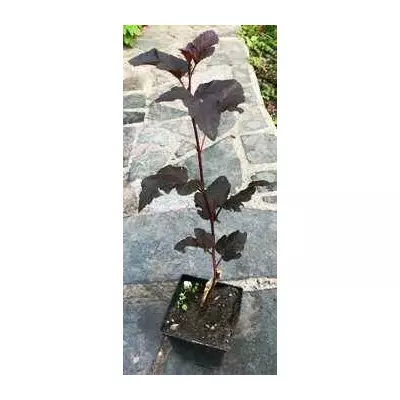 Бульбашник Діабо. У контейнерах 0.5 л.