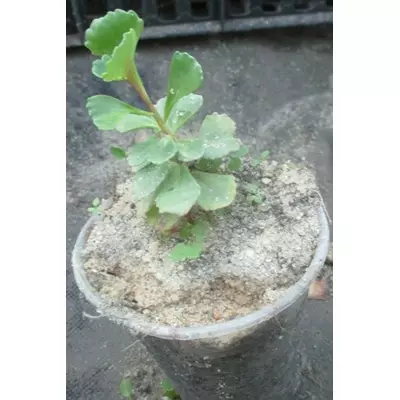 Очиток Спуріум. Розсада в контейнерах Д5.