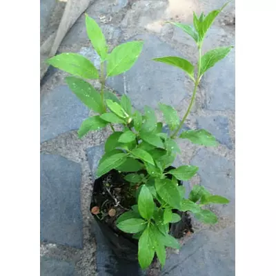 Гортензія волотиста Тардіва. Саджанці в контейнерах Д12.