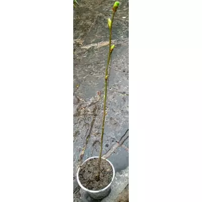 Липа дрібнолиста. Сіянці в контейнерах Д5.