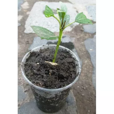 Свідина відпристрасна жовто-кора. Укорочені живці в контейнерах Д5.