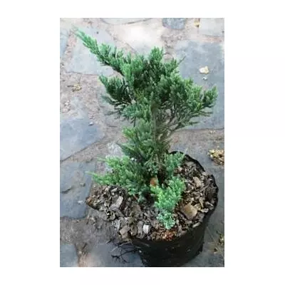 Ялівець горизонтальний Блю чип. У контейнерах 0.5 л