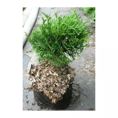 Туя західна Хосері. Д12.