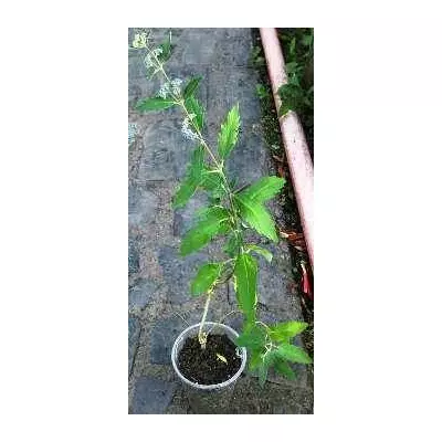 Каріоптеріс Кладонський. Форма №2.