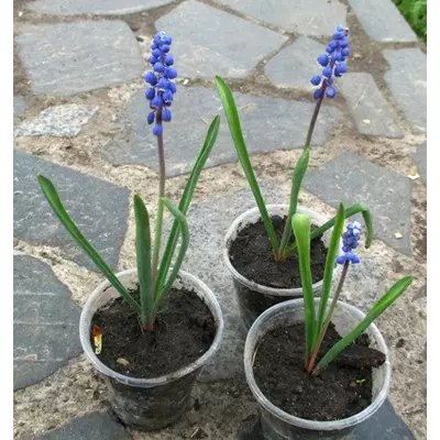 Мускарі блакитний. Розсада в контейнерах Д5.