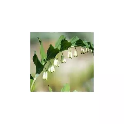 Купена. (Соломонова печать) Розсада в контейнерах Д5.