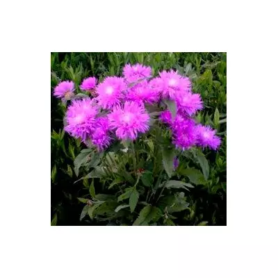 Волошка багаторічна рожева. В контейнері Д5.