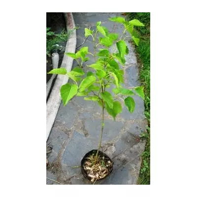 Шелковица черная. У контейнерах Д12.