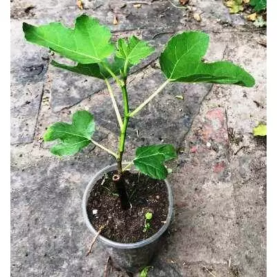 Інжир Кримський синій. У контейнерах 0.5 л.