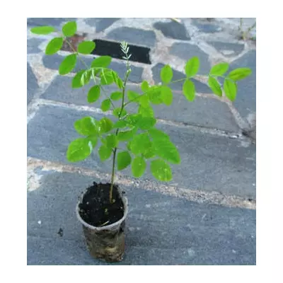 Софора японська. Д5.