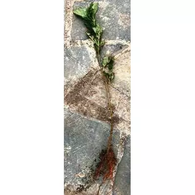 Вільха. Саджанці з ВКС.