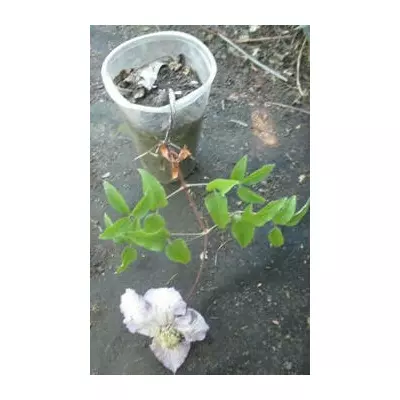 Клематис Джон Піктон. 0.5 л.