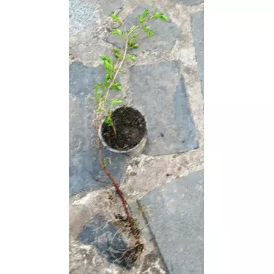 Адрафна (Арахна) колхідська. Укорінені живців контейнерах Д5.