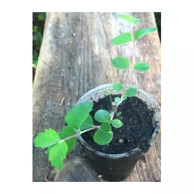 Сніжноягідник Доренбоза Магік беррі. Вкорінені живці в контейнерах Д5.