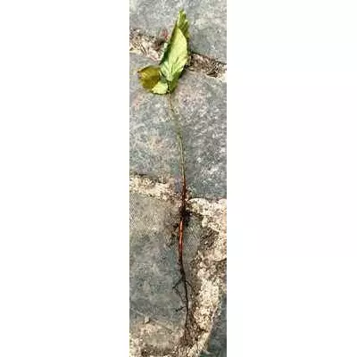 Бук європейський. Сіянці ВКС.