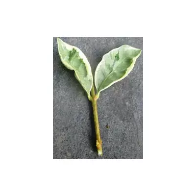 Бирючина біло-окаймлена. НЧ. Живці для вкорінення..